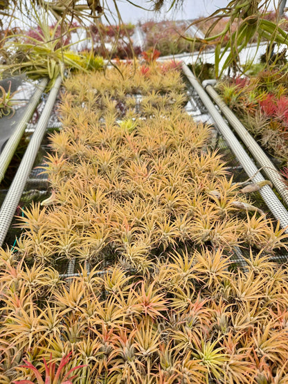 Tillandsia ionantha 'Druid' - Rainforest Flora