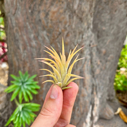 Tillandsia ionantha 'Druid' - Rainforest Flora