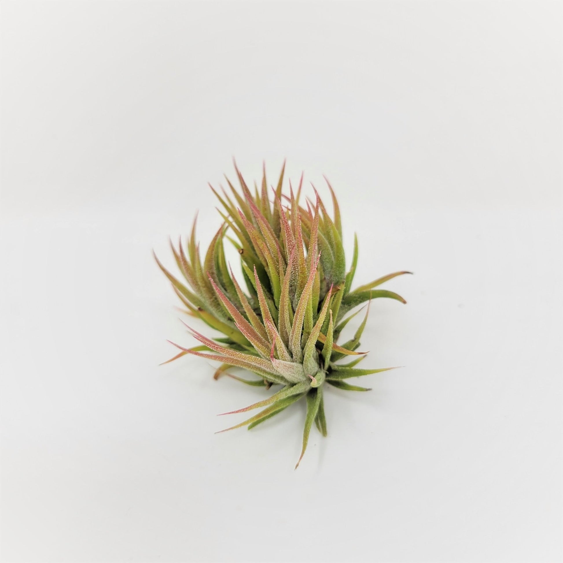 exotic air plants Tillandsia ionantha 'Enano' – Rainforest Flora