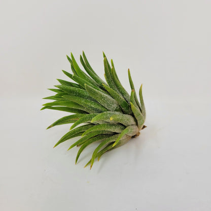 Tillandsia ionantha 'Fat Boy' - Rainforest Flora