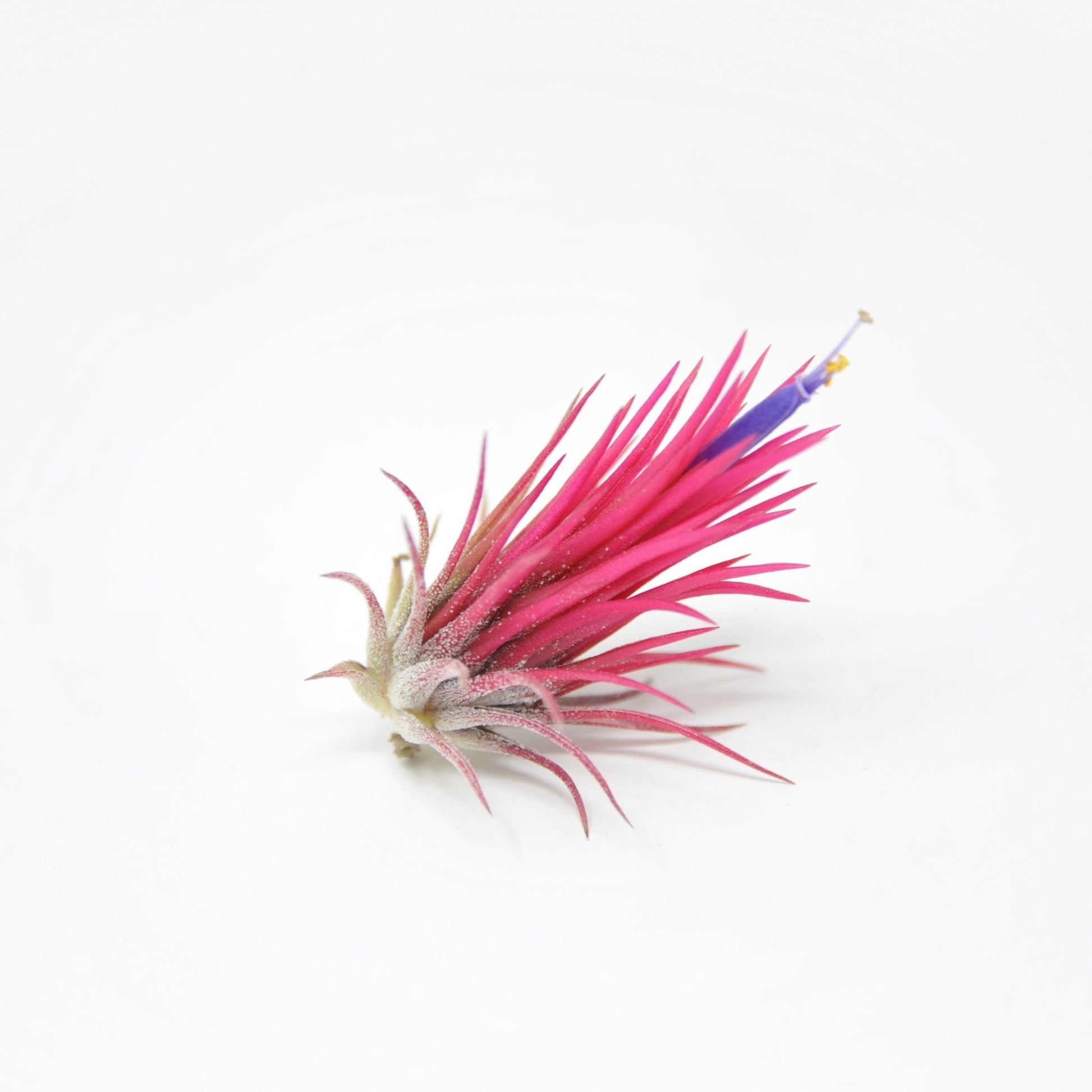 colorful air plant Tillandsia ionantha 'Fuego' – Rainforest Flora
