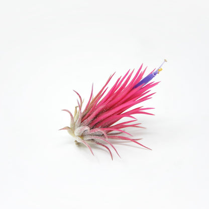 fuego air plant Tillandsia ionantha 'Fuego' – Rainforest Flora