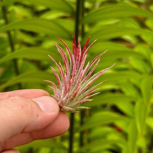 Tillandsia ionantha 'Fuego' - Rainforest Flora