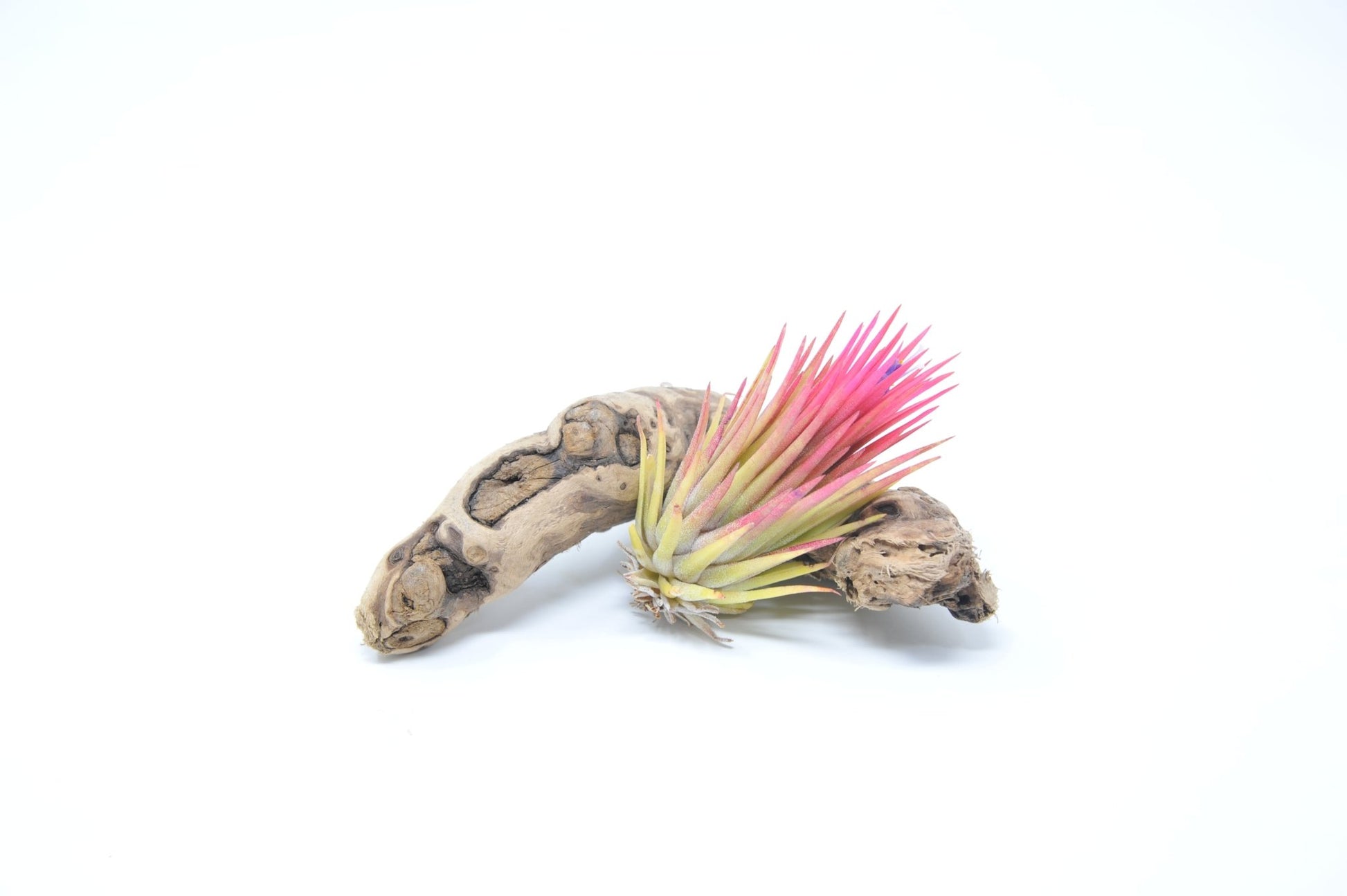 fuego air plant Tillandsia ionantha 'Fuego' – Rainforest Flora
