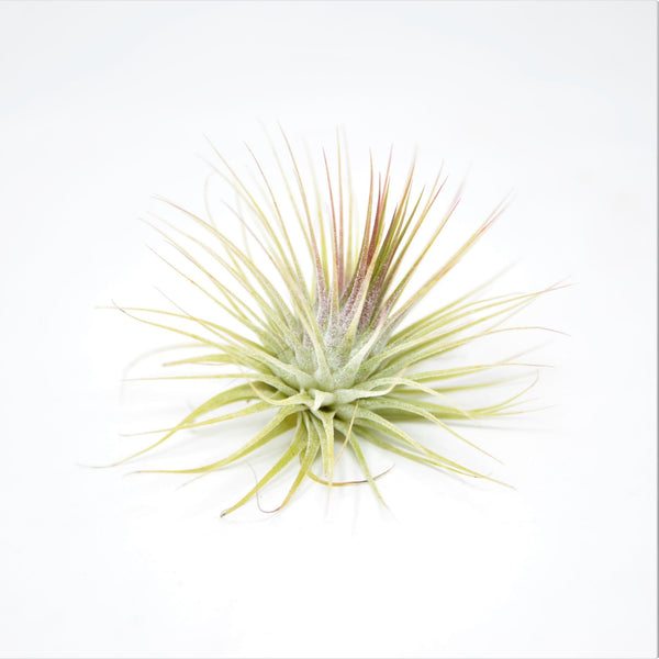 Tillandsia ionantha 'Guatemala' – Rainforest Flora