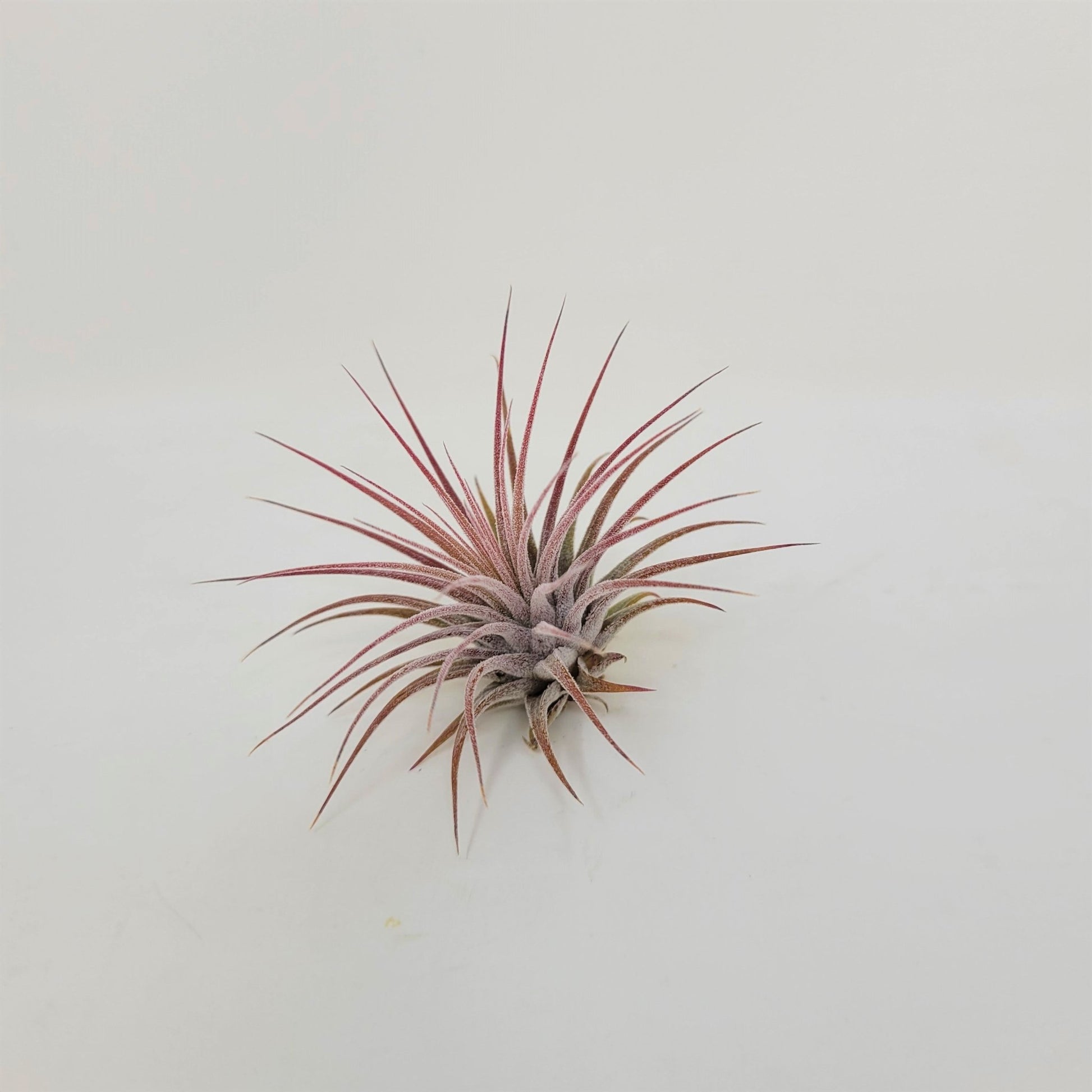 ionantha guatemala tillandsia air plant Air Plant, Tillandsia ionantha Guatemala (Medium) - Plant