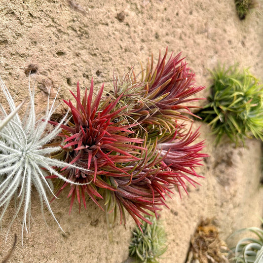 Tillandsia ionantha 'Heart's Blood' - Rainforest Flora