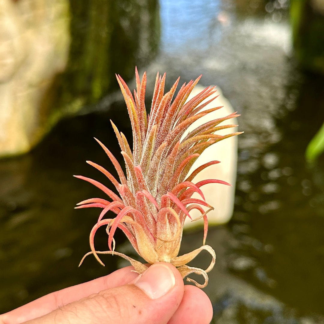 Tillandsia ionantha 'Heart's Blood' - Rainforest Flora
