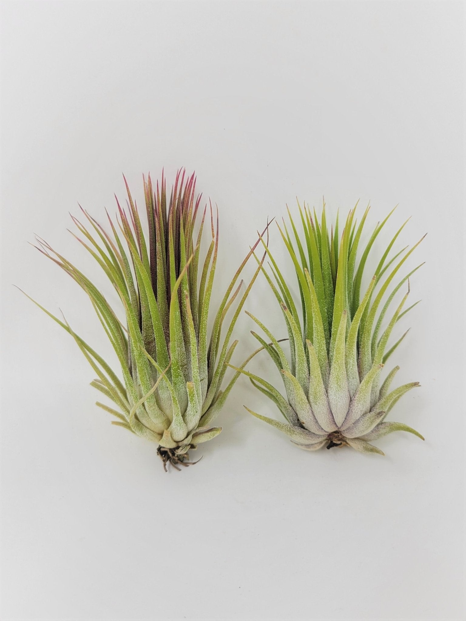 ionantha scaposa air plant Tillandsia ionantha 'Macho' – Rainforest Flora