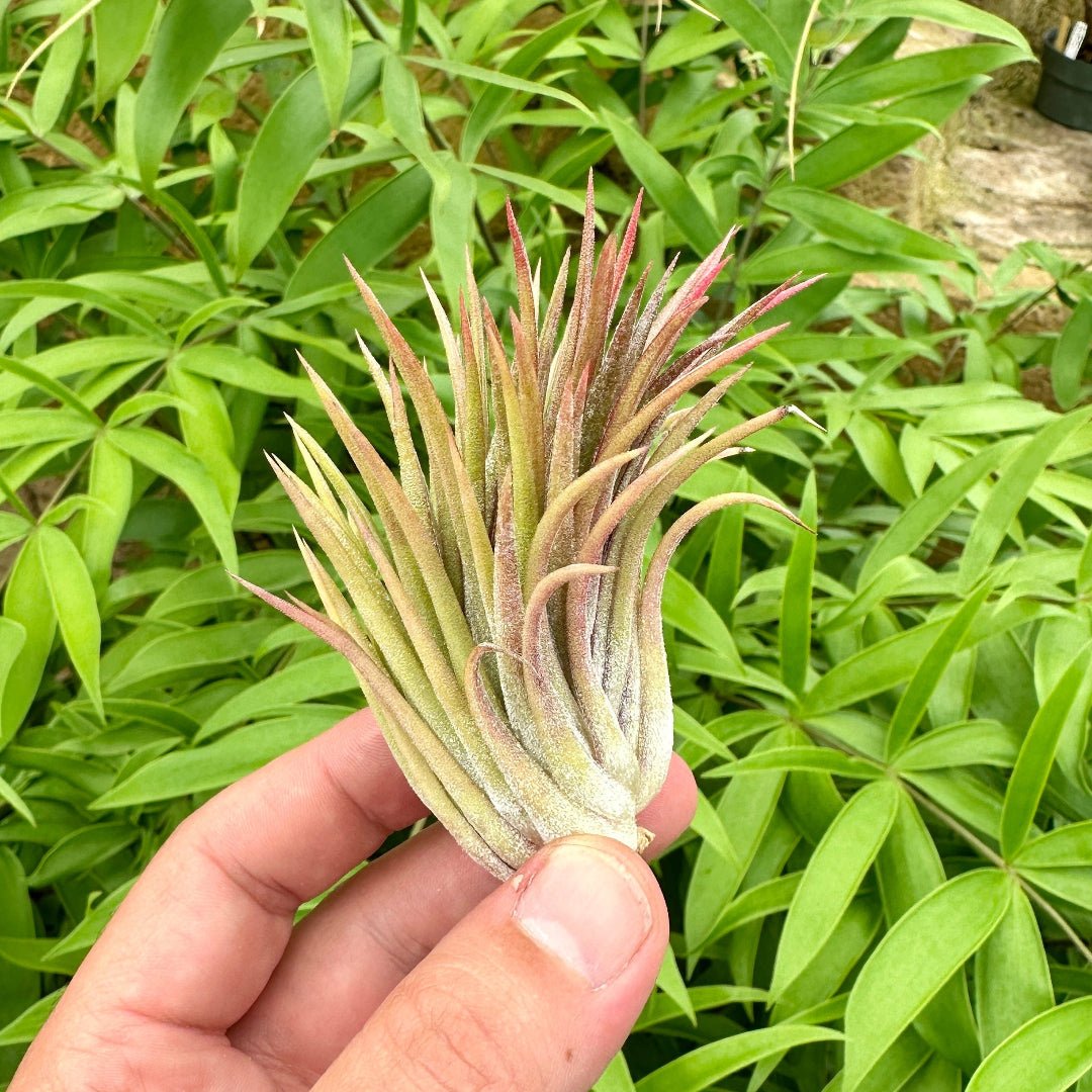 Tillandsia ionantha 'Macho' - Rainforest Flora