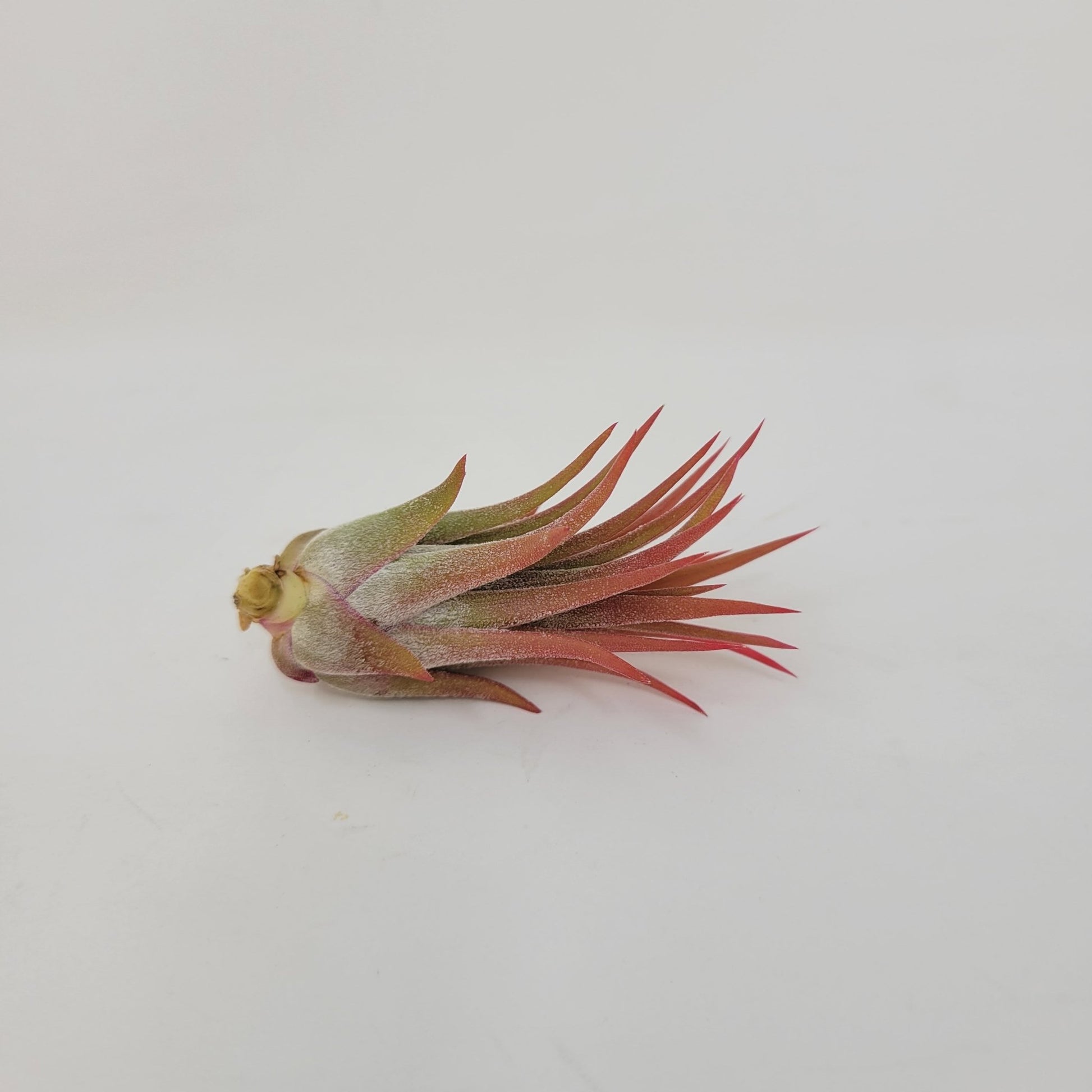 mexican air plant Tillandsia ionantha 'Mexico' – Rainforest Flora