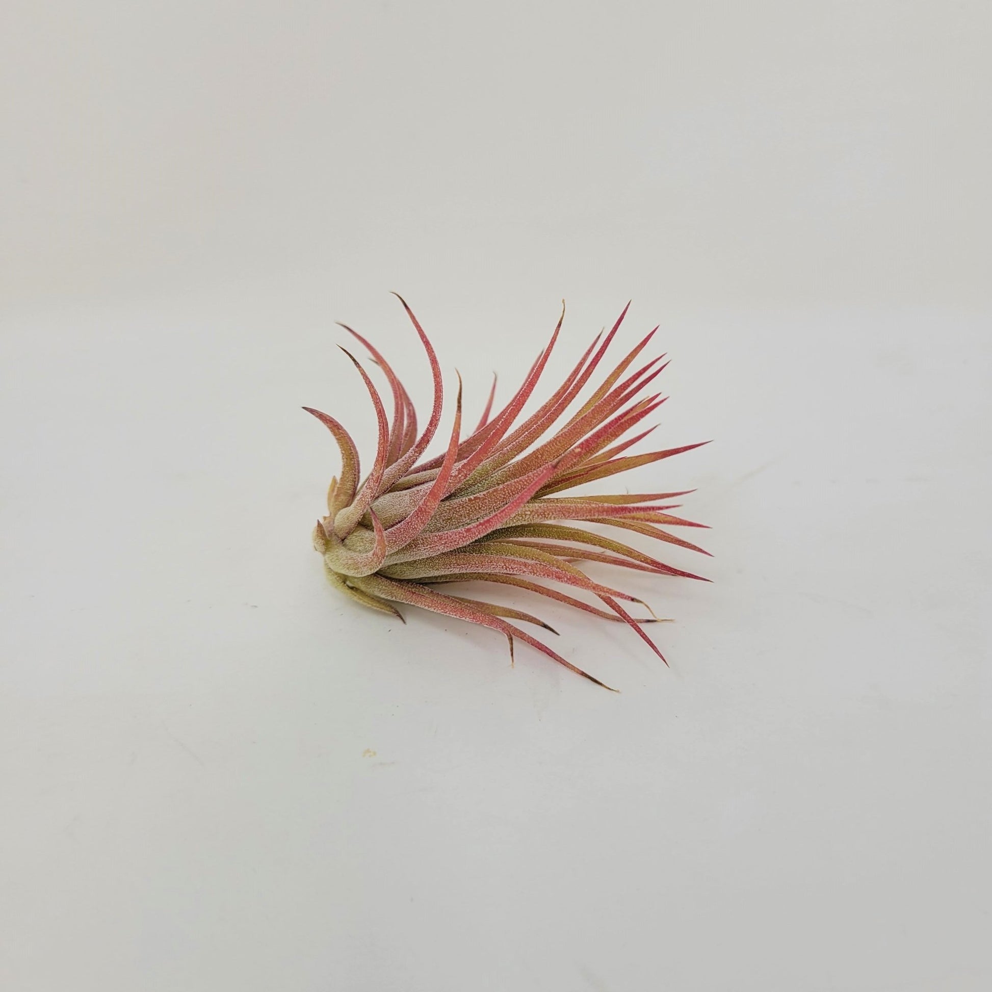 ionantha mexican air plant Tillandsia ionantha 'Mexico' – Rainforest Flora
