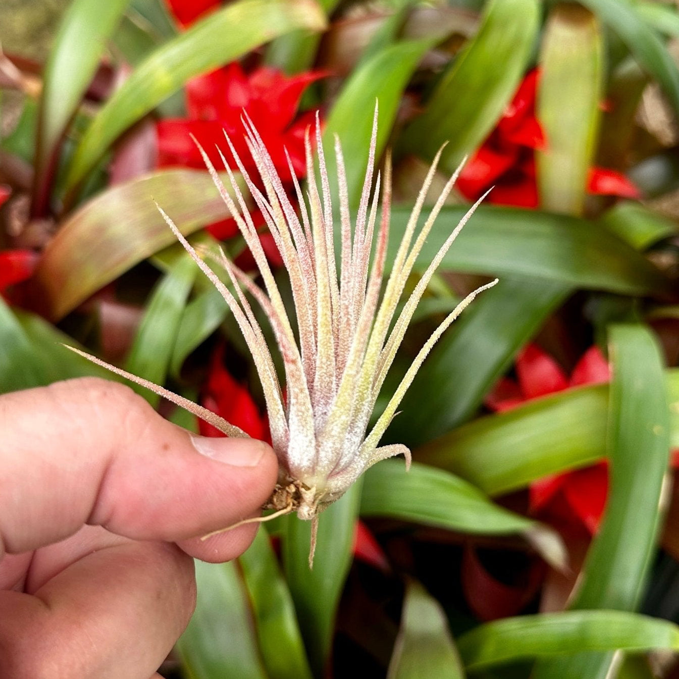 Tillandsia ionantha 'Predator' – Rainforest Flora