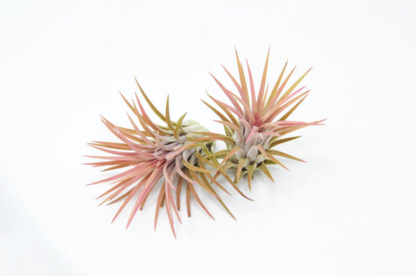 Tillandsia ionantha 'Predator' – Rainforest Flora