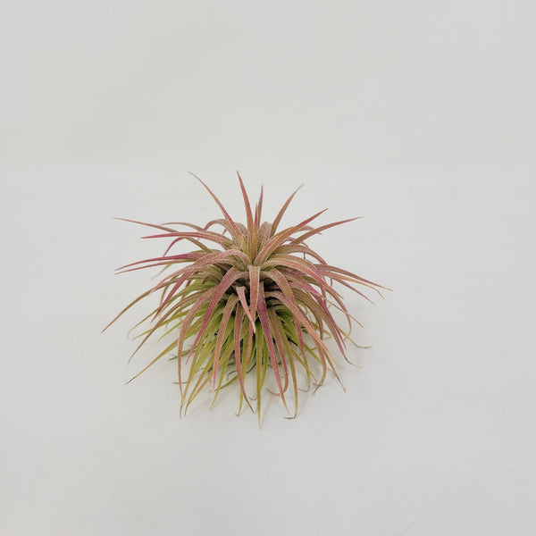 Tillandsia Ionantha Totoro 速達発送 tillandsia-ionantha-ron-