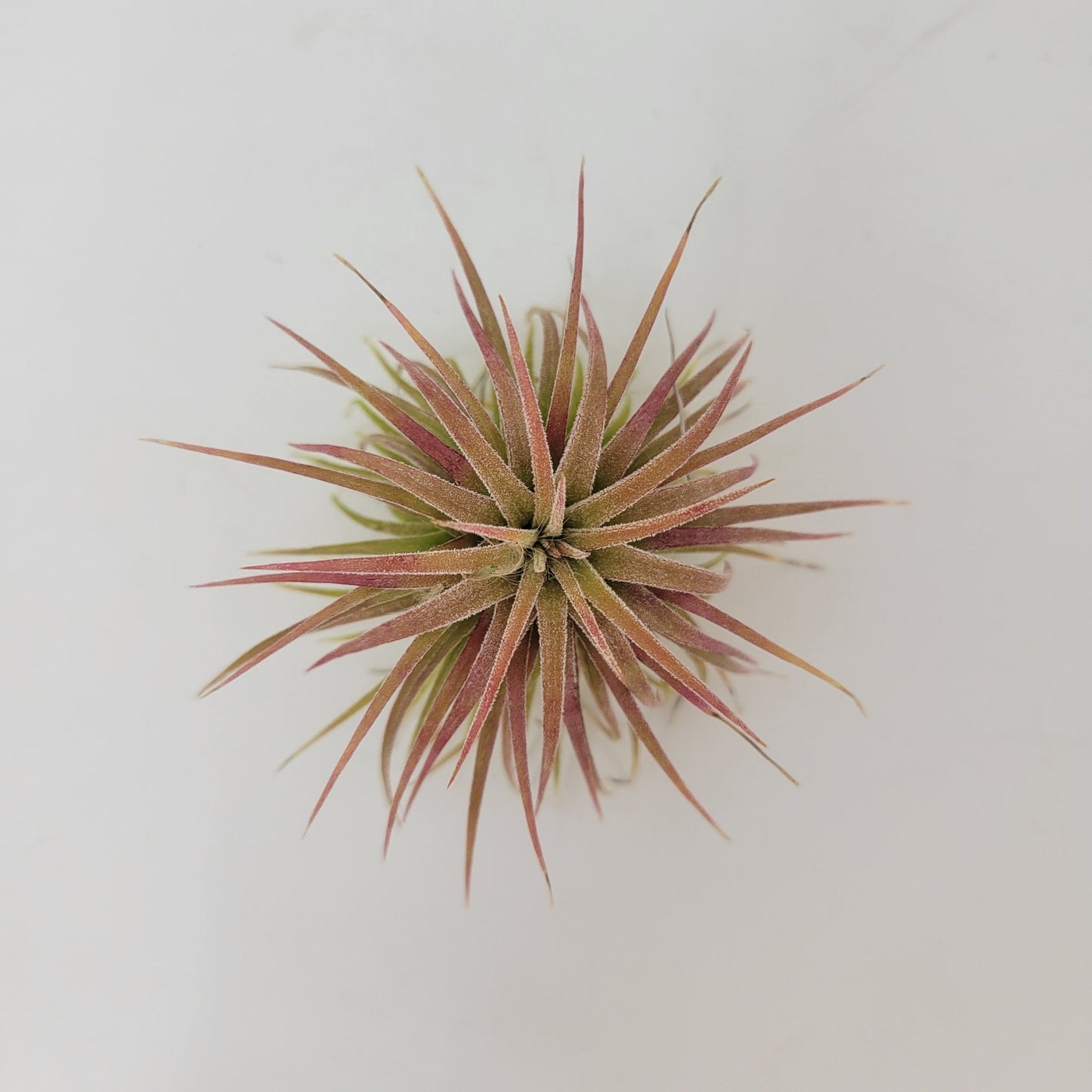 Tillandsia ionantha 'Ron' - Rainforest Flora