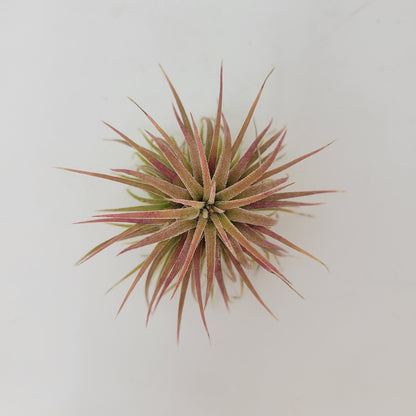 Tillandsia ionantha 'Ron' - Rainforest Flora