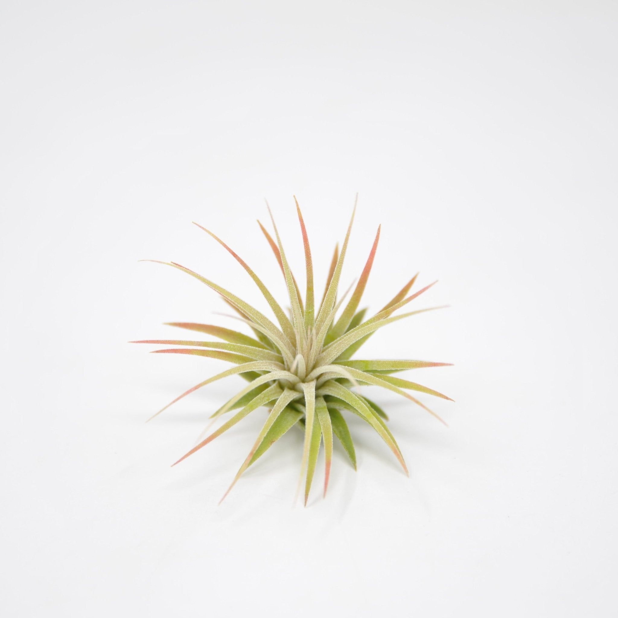 ionantha rubra air plant Tillandsia ionantha 'Rubra' – Rainforest Flora