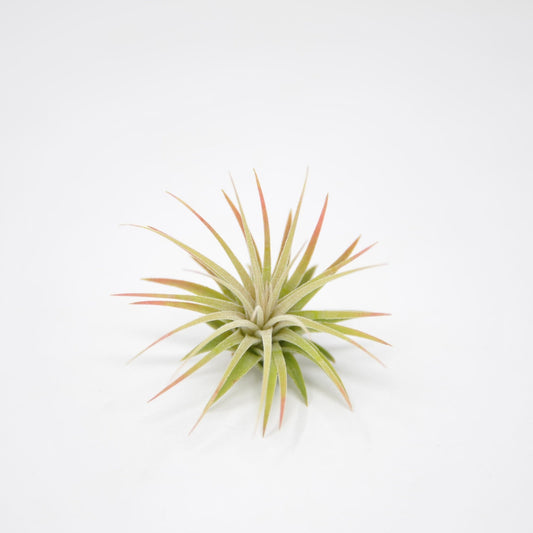 Tillandsia ionantha 'Rubra' - Rainforest Flora