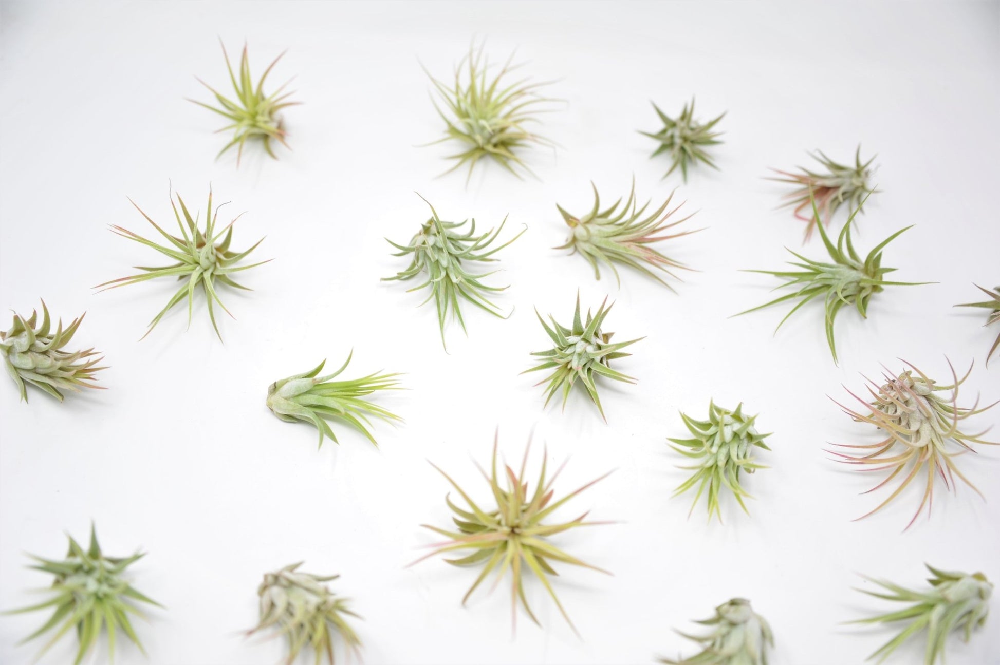 ionantha rubra air plant Tillandsia ionantha 'Rubra'