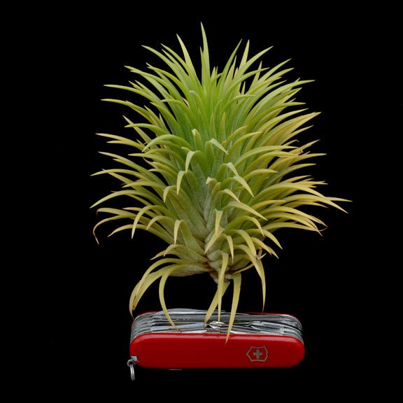ionantha air plants Tillandsia ionantha 'Sumo Size' White