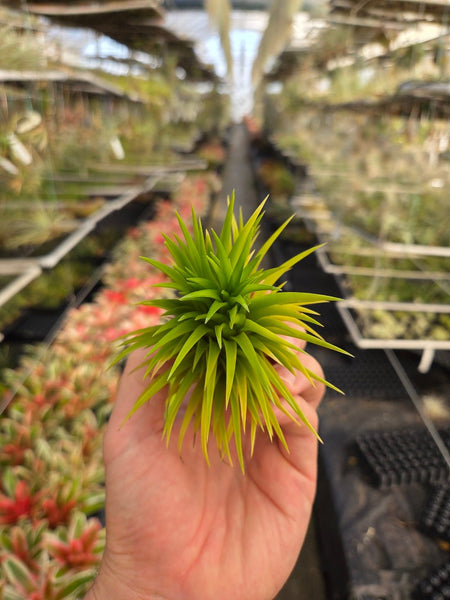 Tillandsia Totoro cv.of ionantha 速達発送 Tillandsia ionantha 'Sumo Size' White – Rainforest Flora