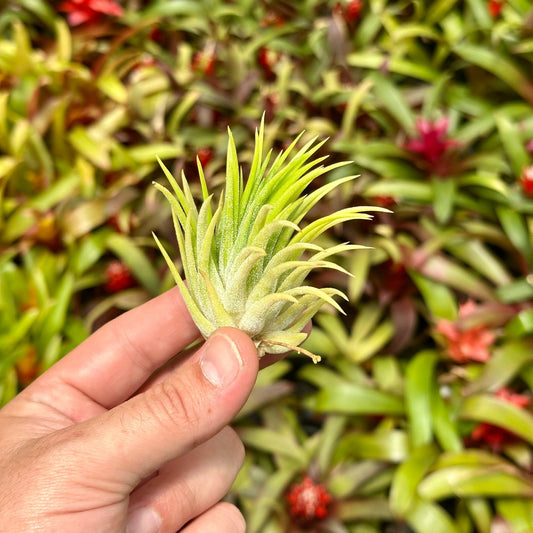 Tillandsia ionantha 'Sumo Size' White - Rainforest Flora