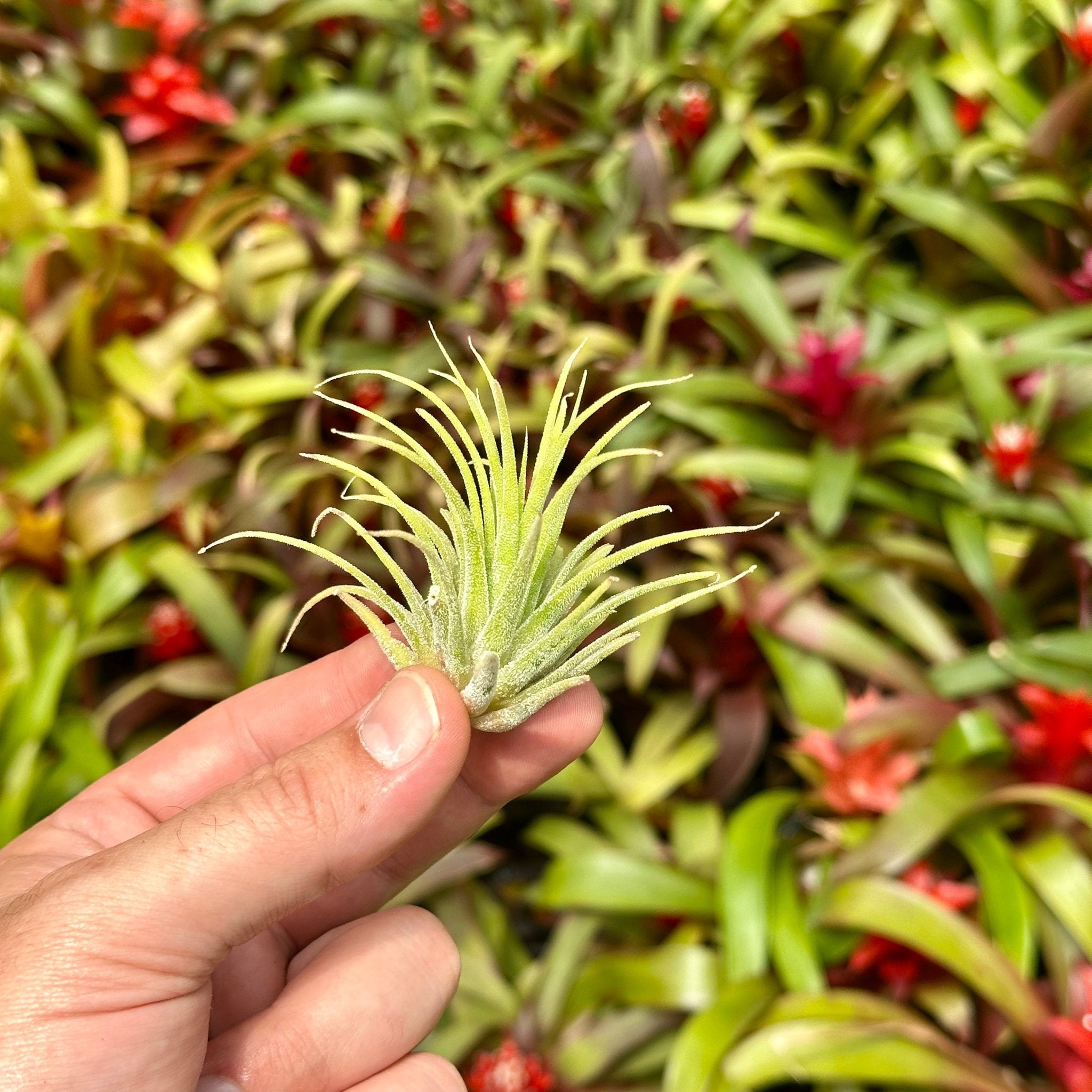 Tillandsia Ionantha Pyramid 速達発送 Tillandsia ionantha 'Sumo Size' White – Rainforest Flora
