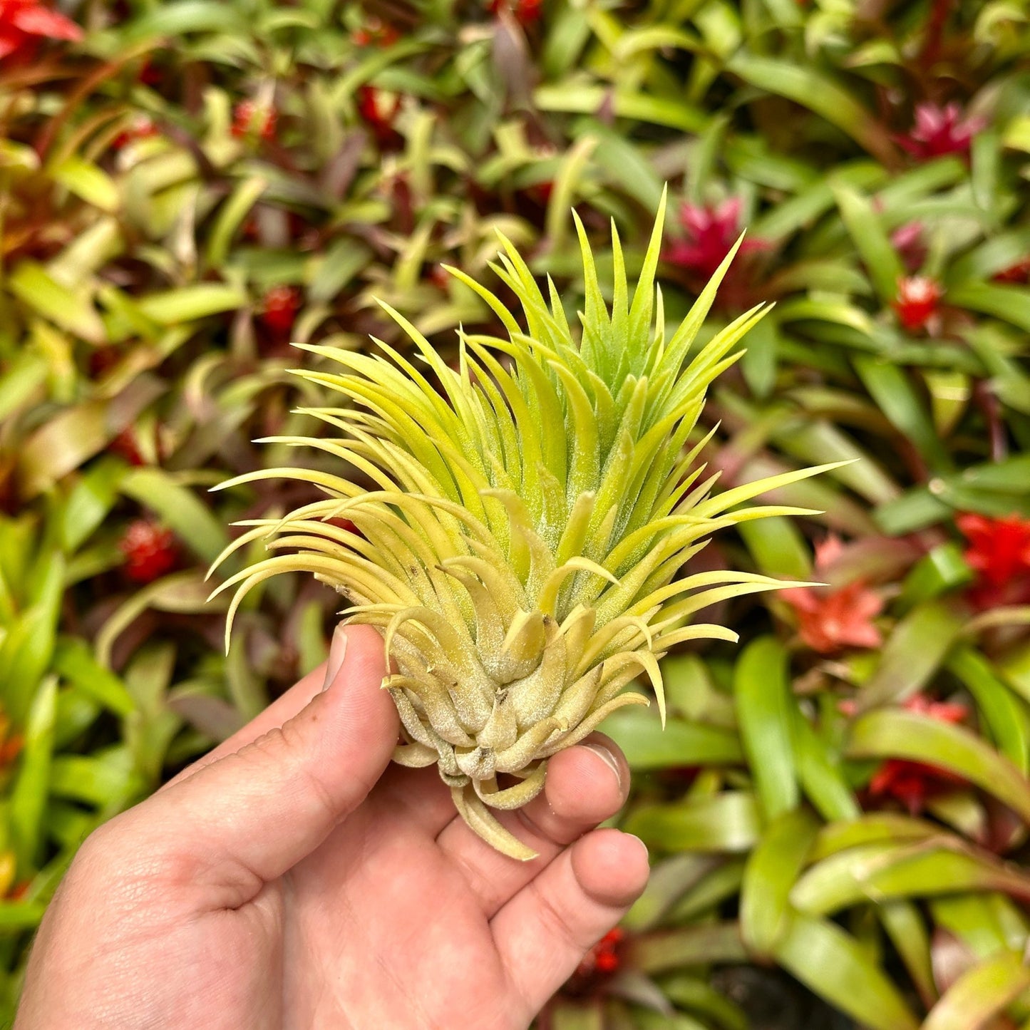 Tillandsia ionantha 'Sumo Size' White - Rainforest Flora
