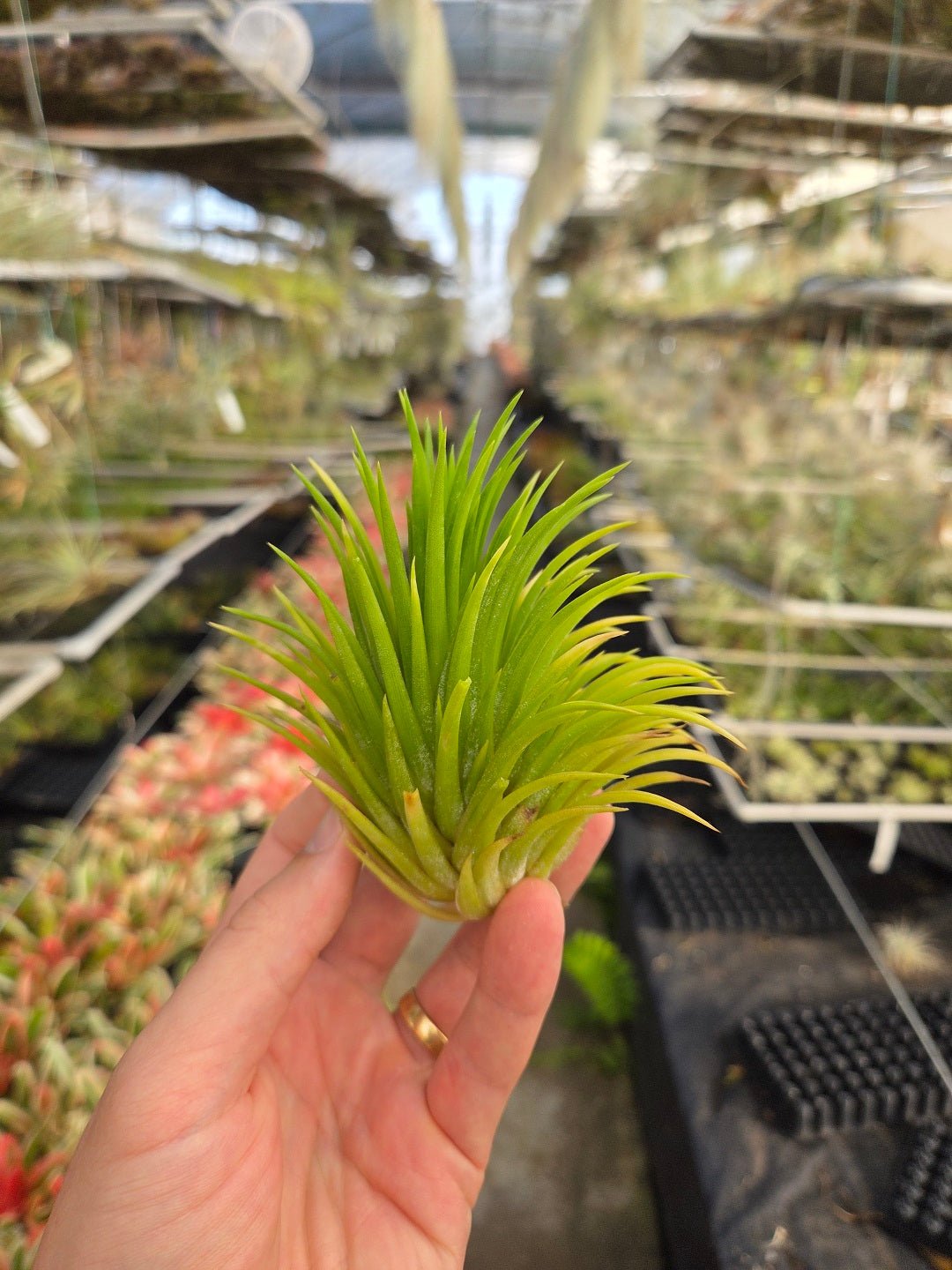 ionantha air plant Tillandsia ionantha 'Sumo Size' White