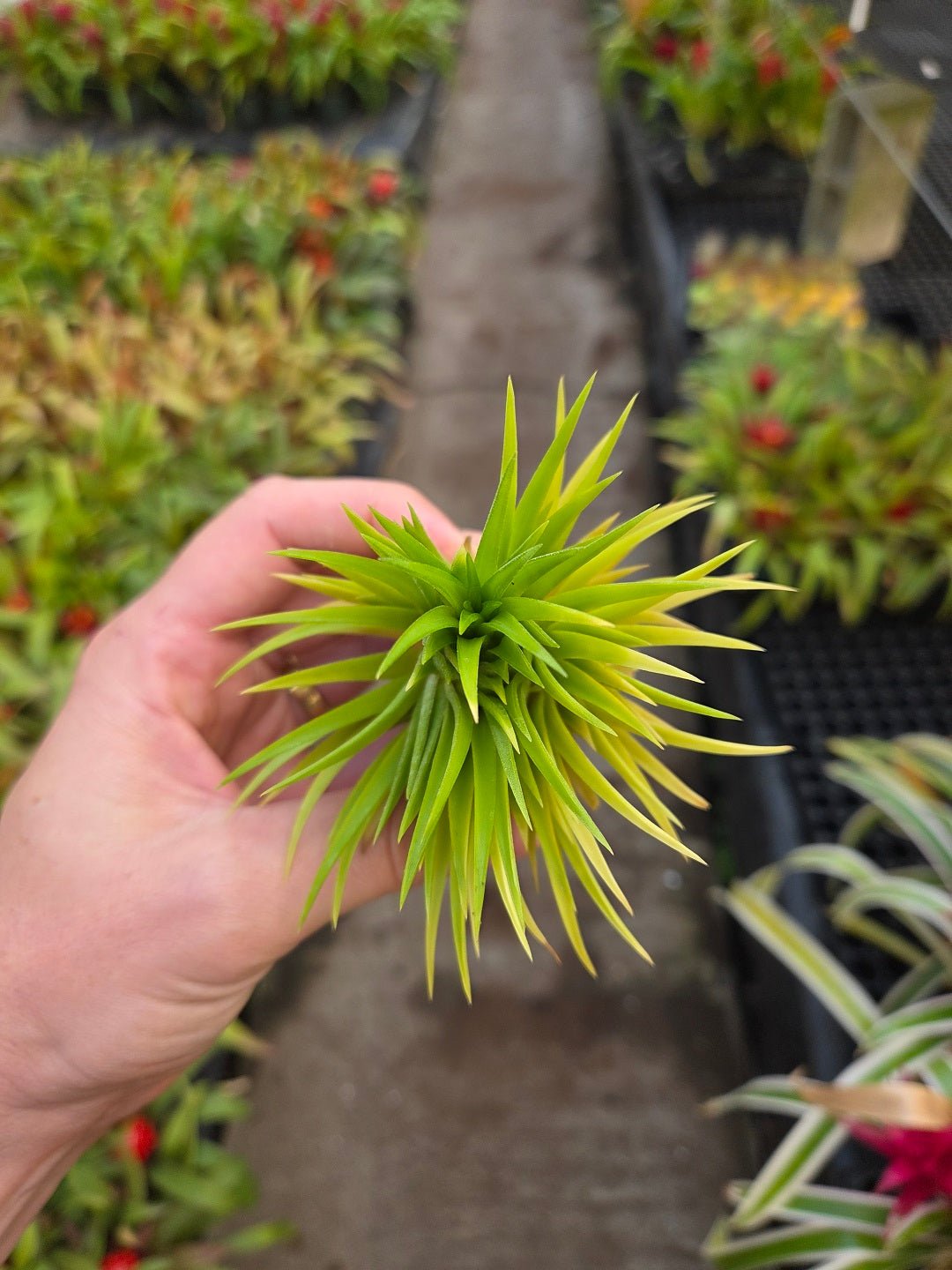 Tillandsia ionantha 'Sumo Size' White – Rainforest Flora