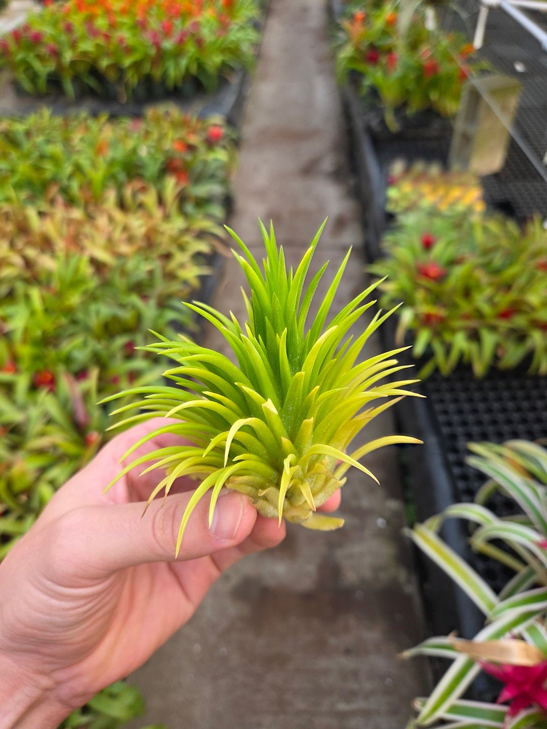 Tillandsia ionantha 'Sumo Size' White – Rainforest Flora