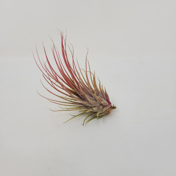 Tillandsia ionantha v. stricta – Rainforest Flora