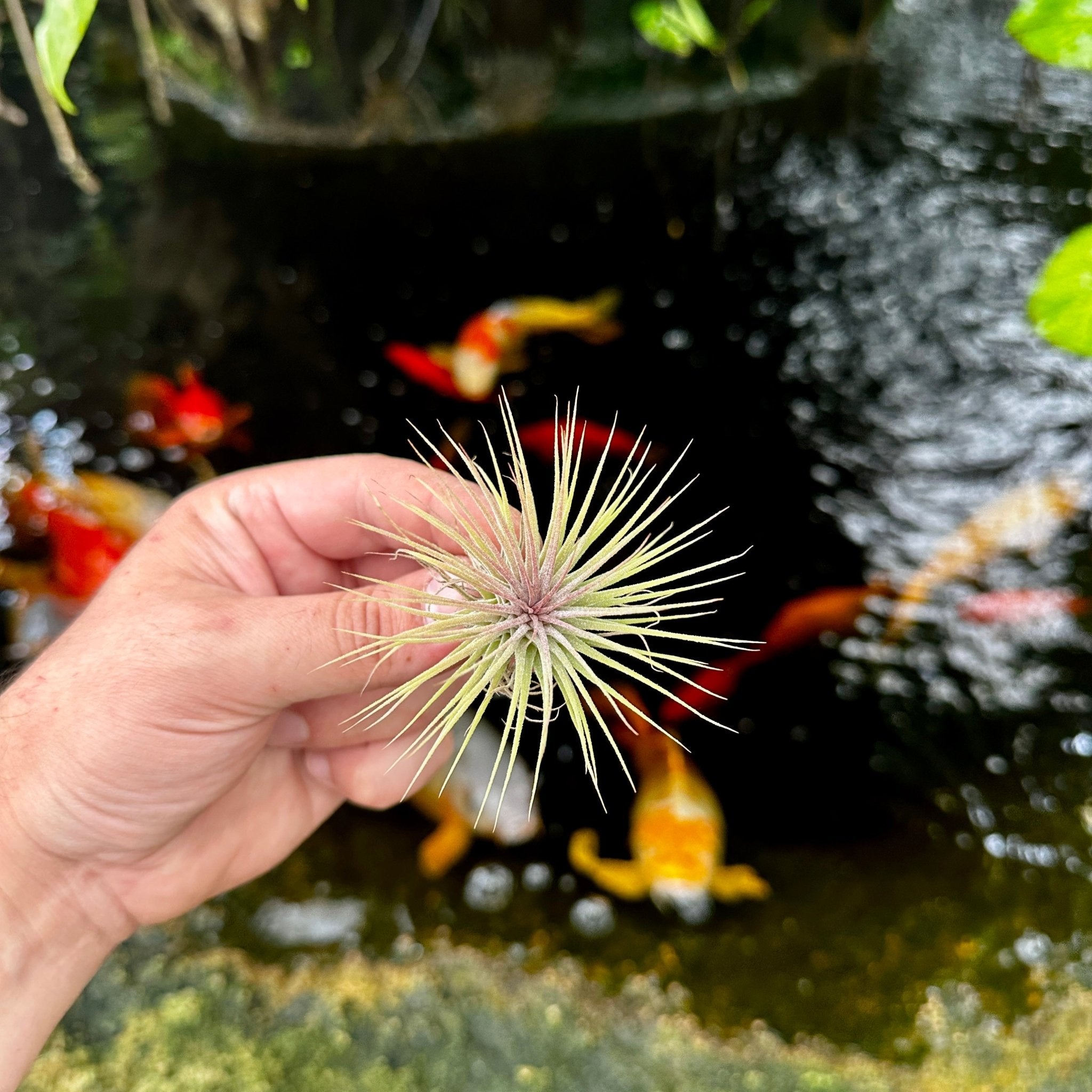 Tillandsia ionantha v. stricta – Rainforest Flora
