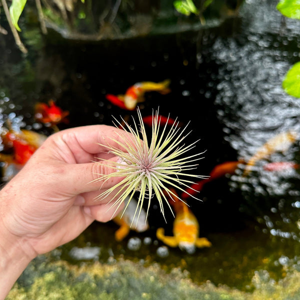 Tillandsia ionantha v. stricta – Rainforest Flora