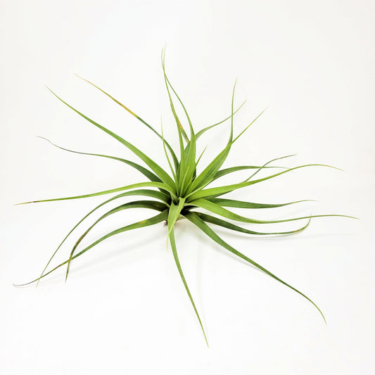 Tillandsia 'Isaac Jogues' - Rainforest Flora