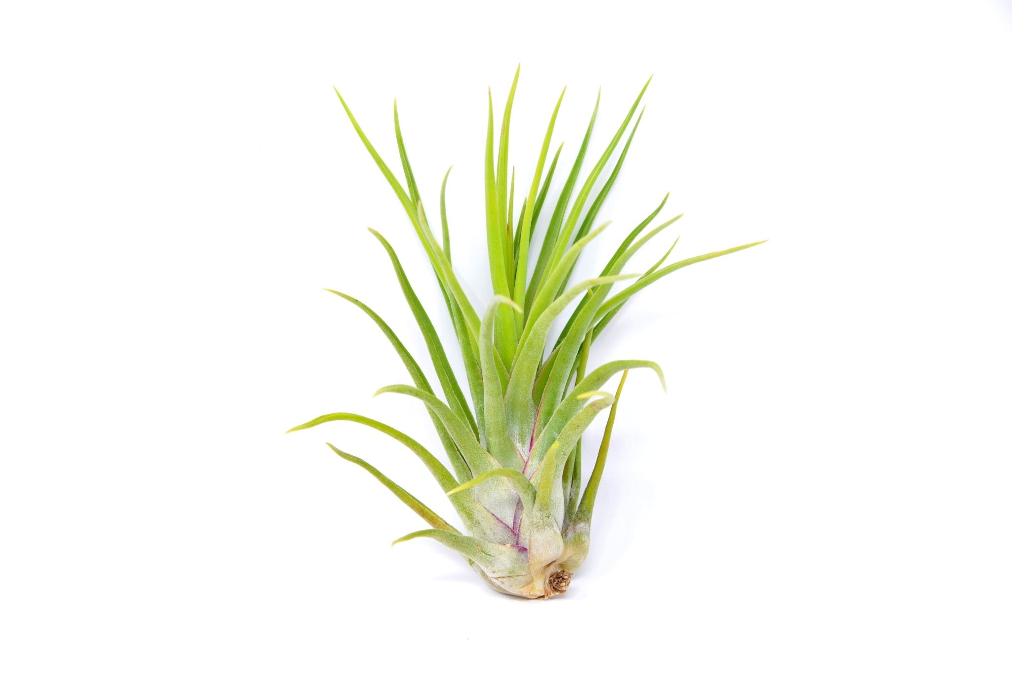 where to buy air plants in los angeles Tillandsia 'Joel' – Rainforest Flora