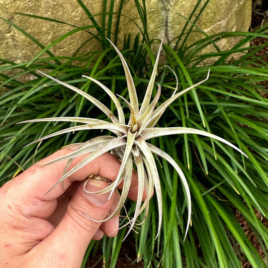 Tillandsia jonesii - Rainforest Flora