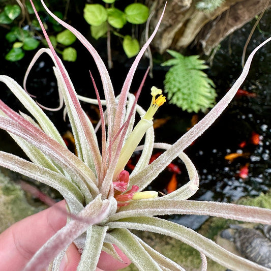 Tillandsia 'Joy Boy' (T. seleriana x T. schiedeana) - Rainforest Flora