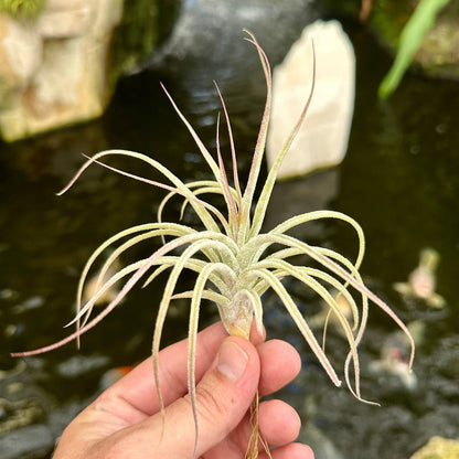 Tillandsia 'Joy Boy' (T. seleriana x T. schiedeana) - Rainforest Flora