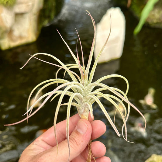 Tillandsia 'Joy Boy' (T. seleriana x T. schiedeana) - Rainforest Flora