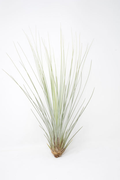 Tillandsia juncea - Rainforest Flora
