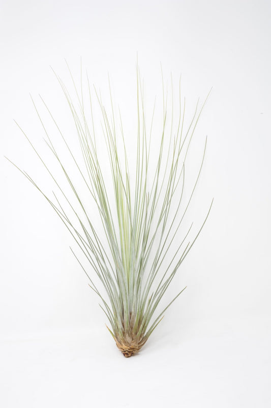 Tillandsia juncea - Rainforest Flora