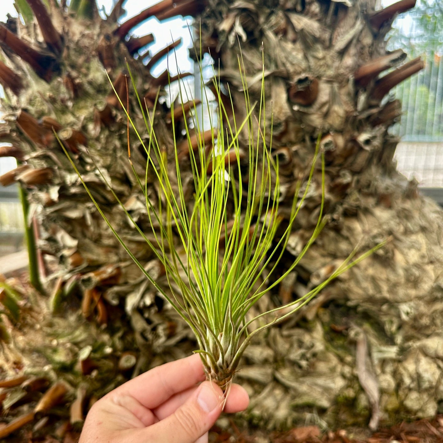 Tillandsia juncifolia - Rainforest Flora