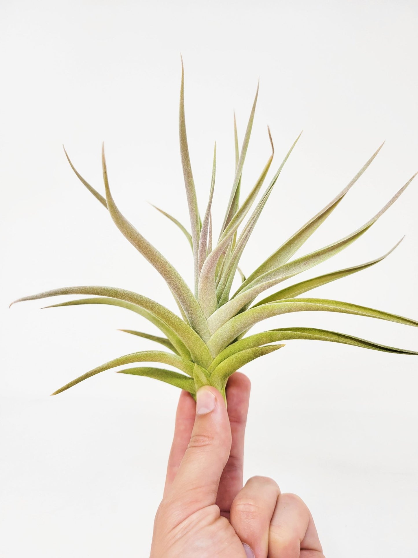 Tillandsia 'Kammyhon' - Rainforest Flora