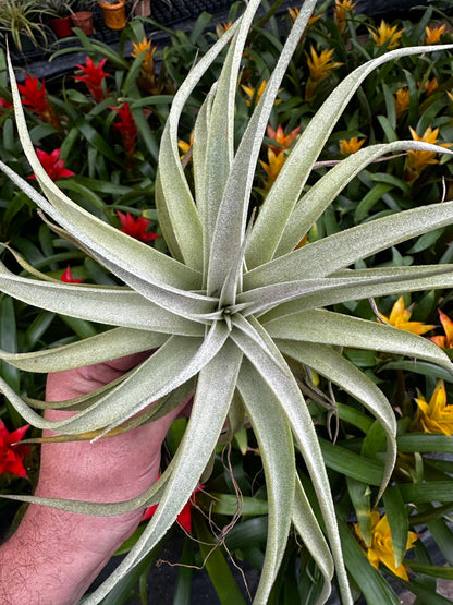 Tillandsia 'Kammyhon' (T. kammii x T. hondurensis) - Rainforest Flora