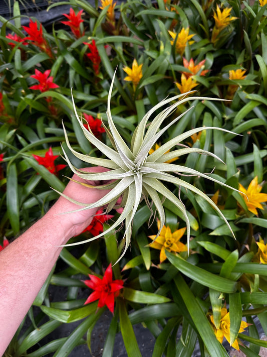 Tillandsia 'Kammyhon' (T. kammii x T. hondurensis) - Rainforest Flora