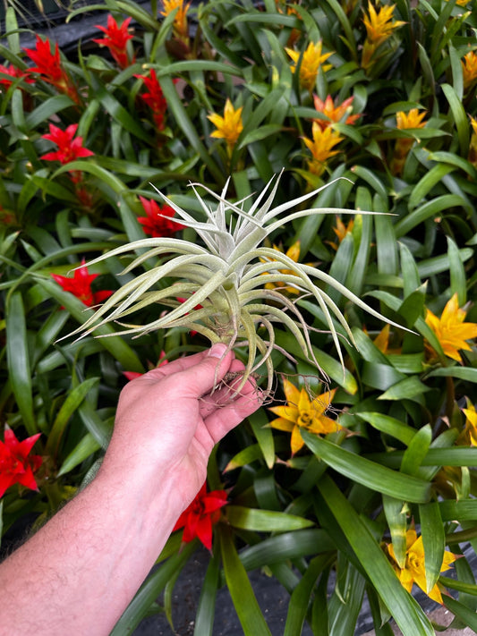 Tillandsia 'Kammyhon' (T. kammii x T. hondurensis) - Rainforest Flora