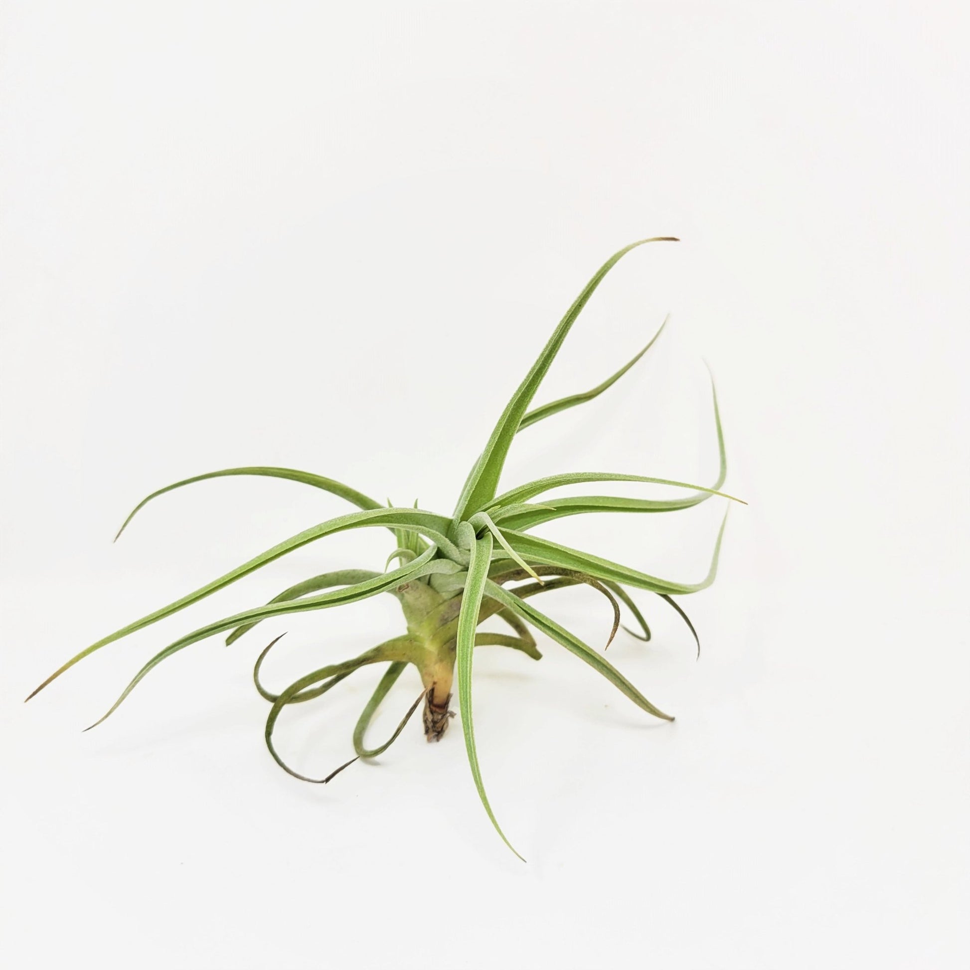 Tillandsia 'Kashkin' - Rainforest Flora