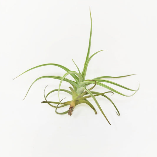 Tillandsia 'Kashkin' - Rainforest Flora